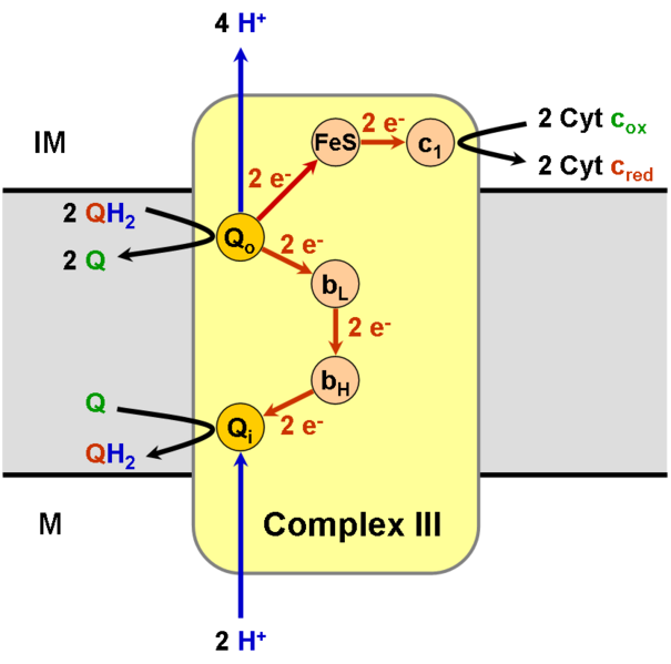 Файл:Complex III.png
