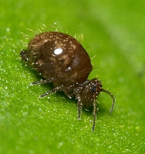 Файл:Dark.round.springtail.1.jpg
