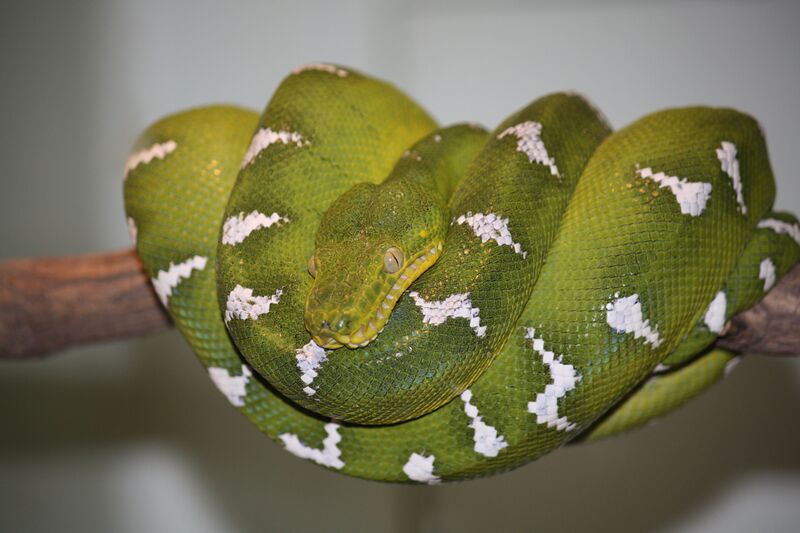 Файл:Emerald Tree Boa 003.jpg