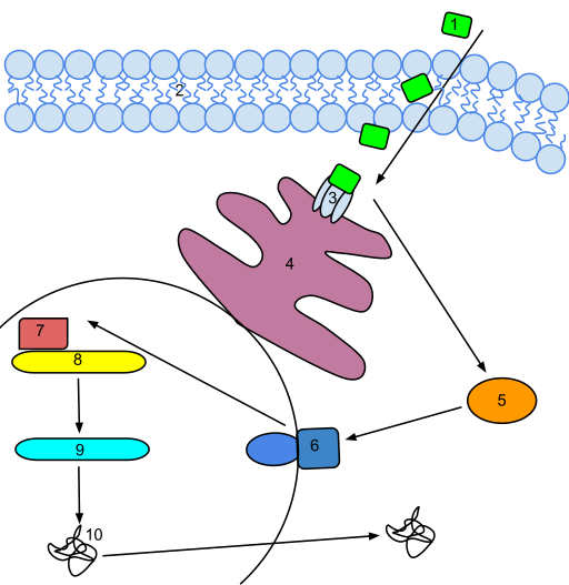 Файл:Ethylene Signal Transduction.svg