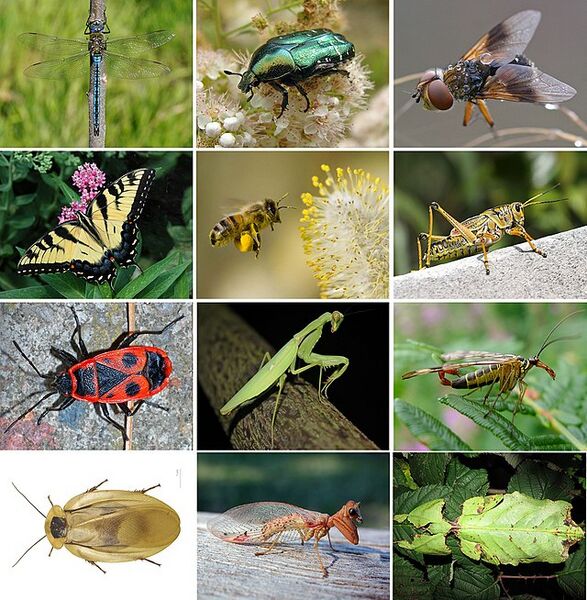 Файл:Insects collage.jpg