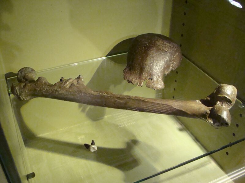 Файл:Pithecanthropus erectus-PeterMaas Naturalis.jpg