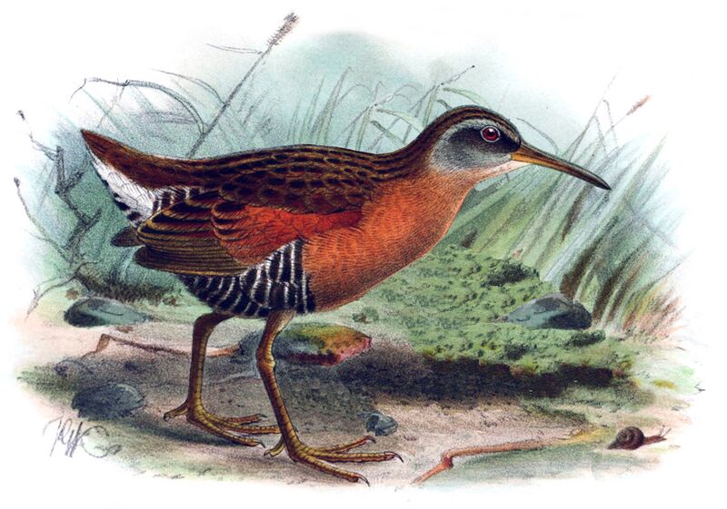 Файл:Rallus aequatorialis Keulemans.jpg