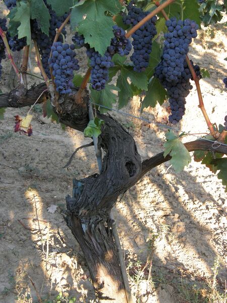 Файл:Tempranillo vine with grape clusters.jpg