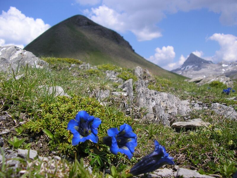 Файл:Arlas3.JPG