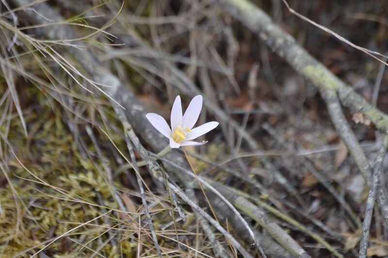 Файл:Colchicum corsicum.JPG
