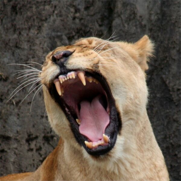 Файл:Female Lion.JPG