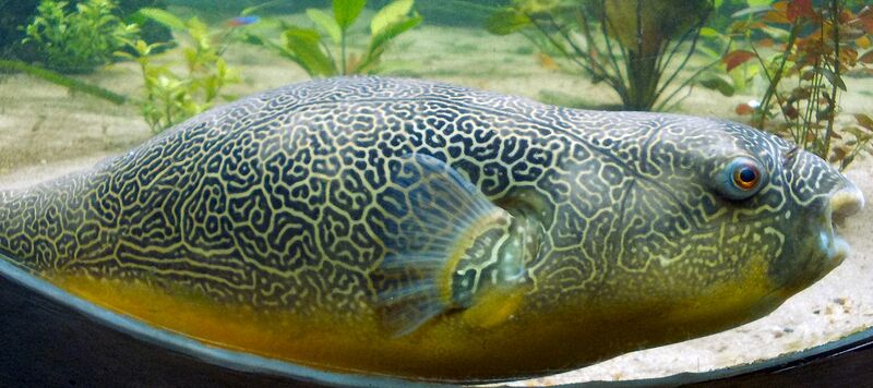 Файл:Giant Puffer fish skin pattern.JPG