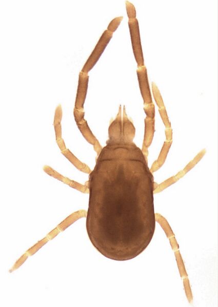 Файл:Labidostomma sp.3.jpg