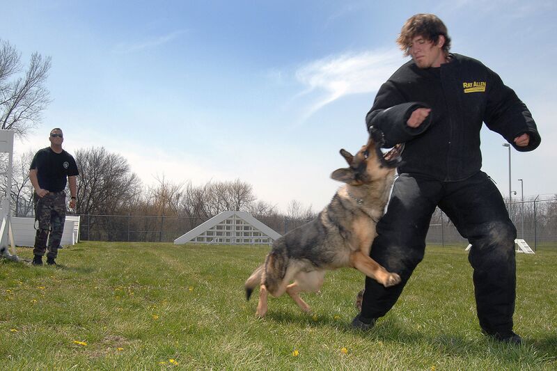 Файл:Military dog attack.JPG