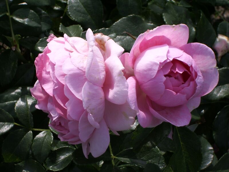 Файл:Rosenfee (Kordes 2006).JPG
