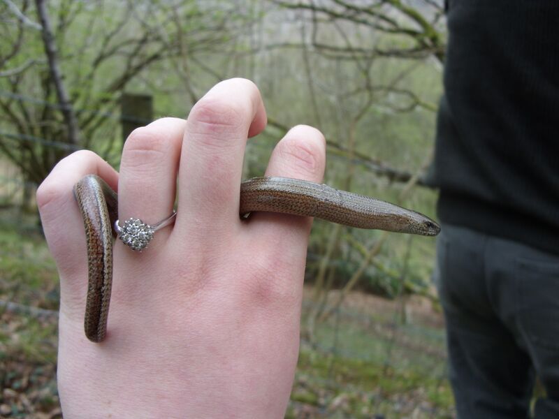 Файл:Slow Worm In Hand.JPG