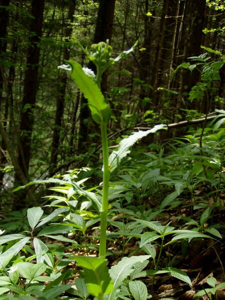 Файл:Tephroseris longifolia 2.jpg
