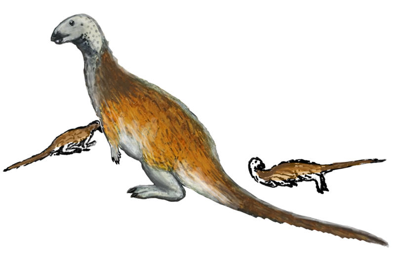 Файл:Chakisaurus LMR.png