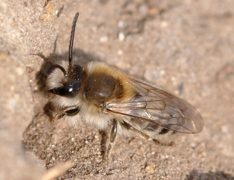 Файл:Colletes cunicularius m1.JPG
