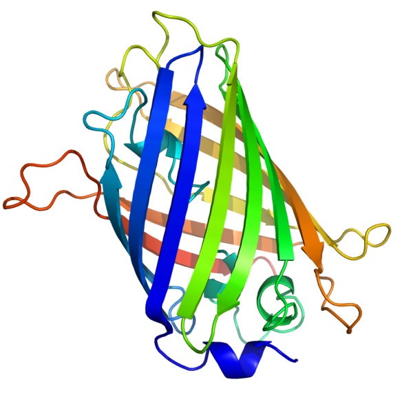 Файл:GFP structure.png