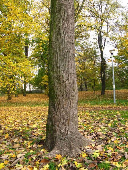 Файл:Magnolia acuminata trunk.JPG