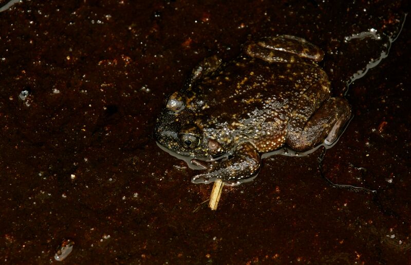Файл:Nannophrys marmorata.JPG