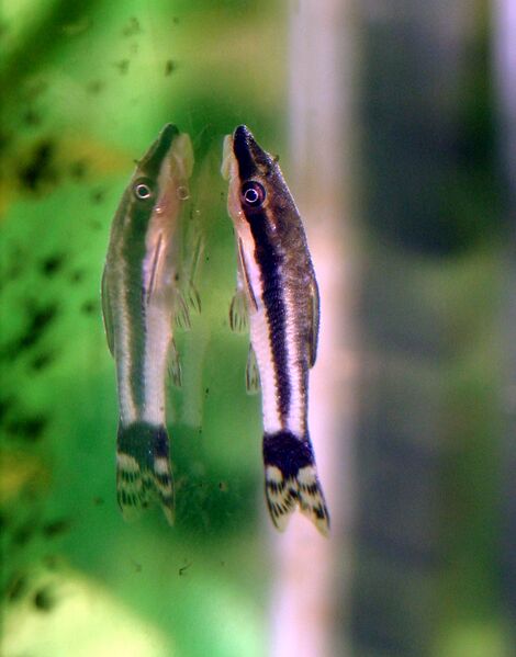 Файл:Otocinclus affinis.JPG