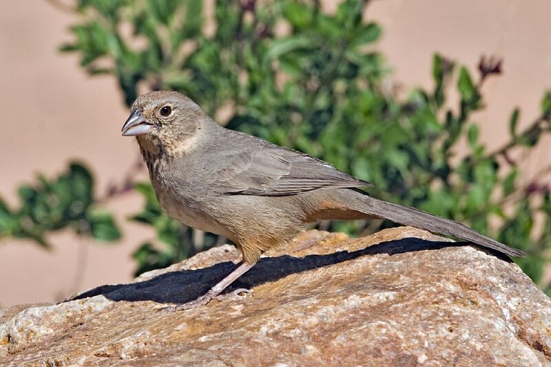 Файл:Pipilo fuscus2.jpg