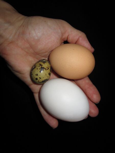 Файл:QuailChickenDuckEggsinHand.JPG