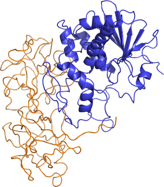 Файл:Ricin structure.png