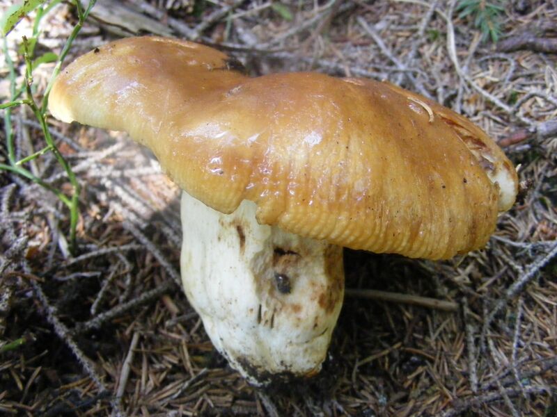 Файл:Russula foetens.JPG