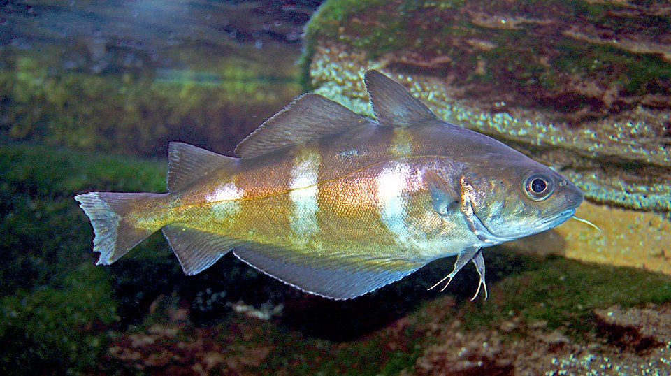 Файл:Trisopterus luscus 01.JPG