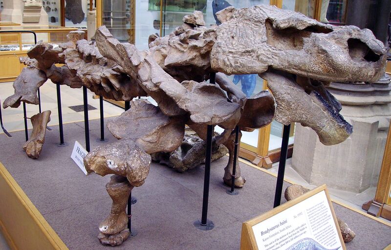 Файл:Bradysaurus.JPG