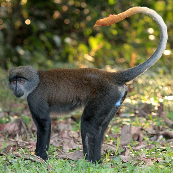 Файл:Cercopithecus solatus.JPG