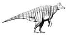 Corythosaurus casuarius