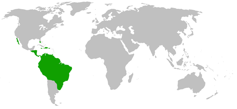Файл:Distribution.Aviculariinae.Schmidt.2003.png