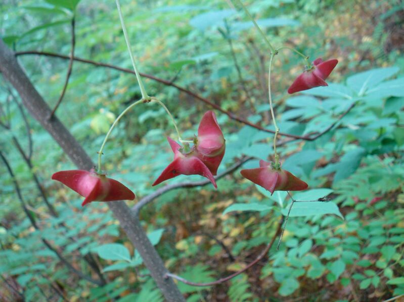 Файл:Euonymus macroptera.2.JPG