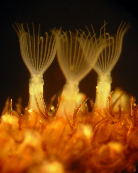 Файл:Flustrellidra hispida 2090a.JPG