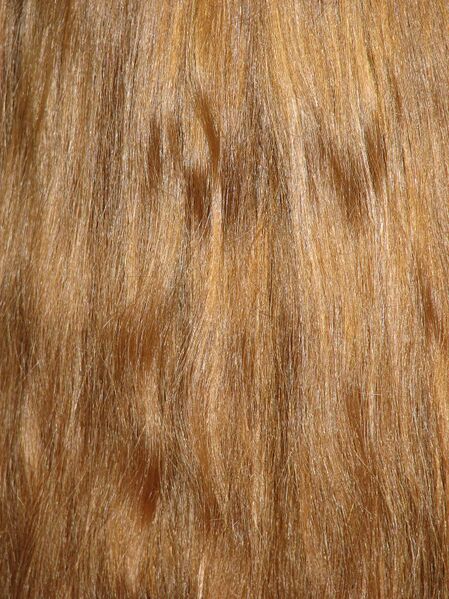 Файл:Hair01.JPG
