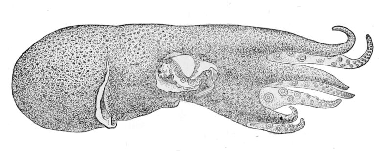 Файл:Haliphron atlanticus1.jpg
