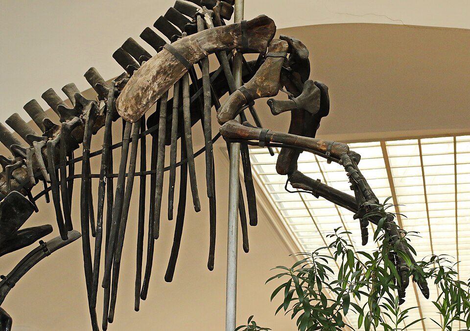 Файл:Mandschurosaurus Amurensis..2H1A0374WI.jpg