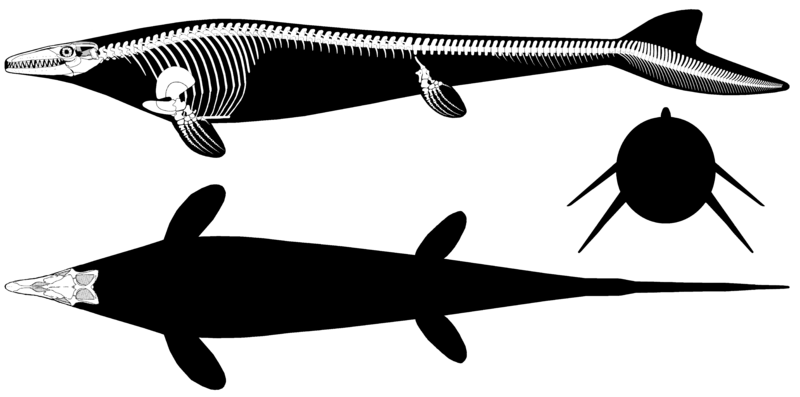 Файл:Mosasaurus hoffmanni.png
