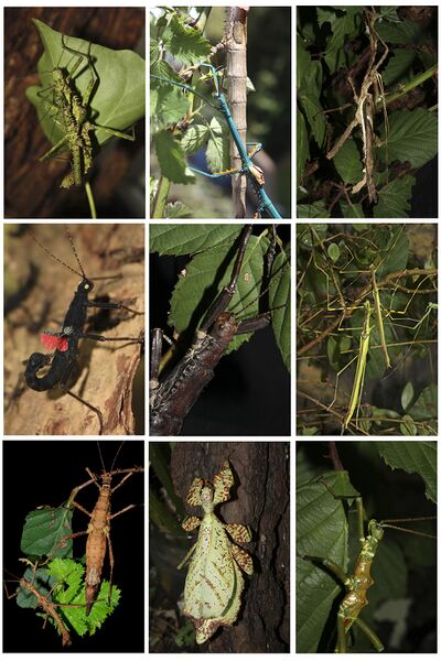 Файл:Phasmatodea overview.jpg