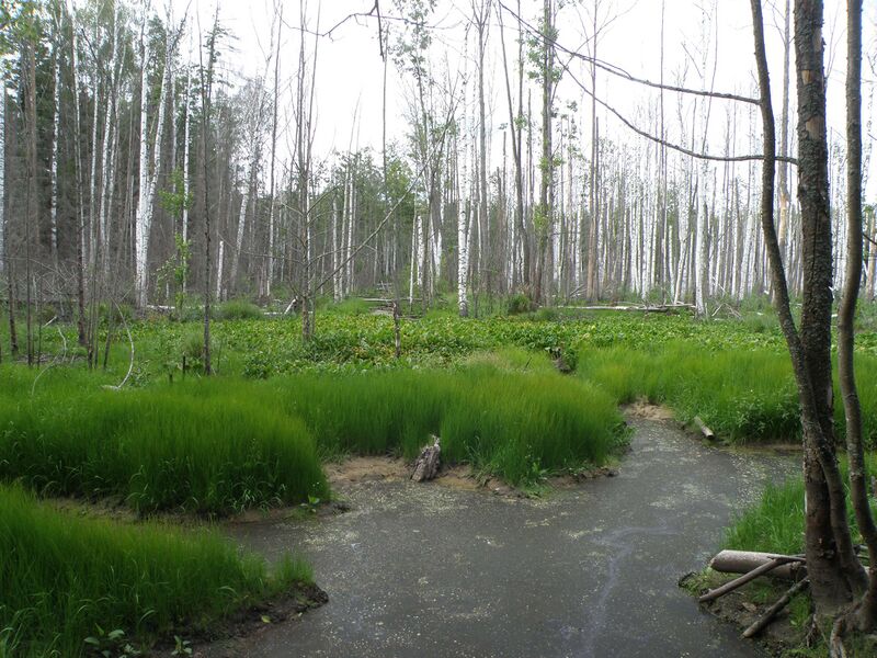 Файл:Pynsur headwaters.JPG