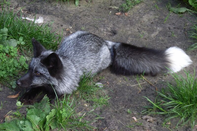 Файл:Silberfuchs 05.jpg