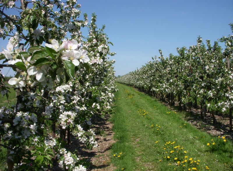 Файл:Altes Land Apfelblüte 2011.jpg