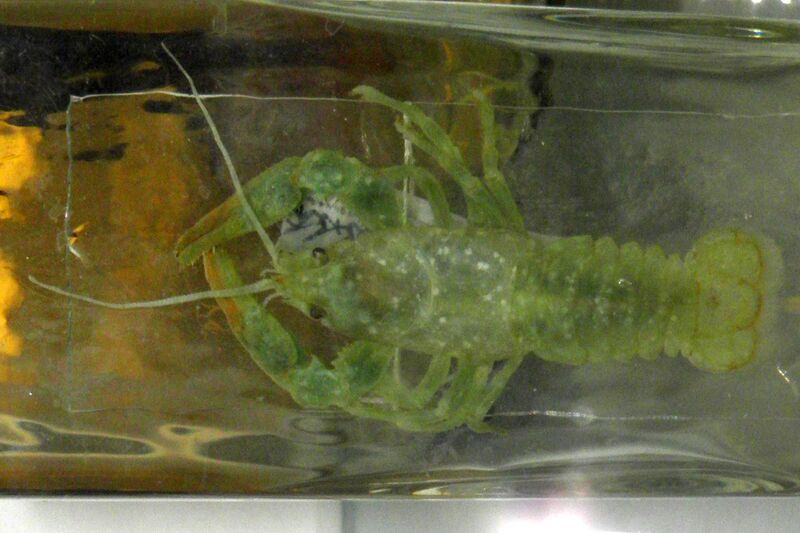 Файл:Cambaroides dauricus.JPG