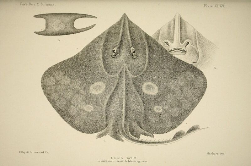 Файл:Dipturus pullopunctatus.jpg