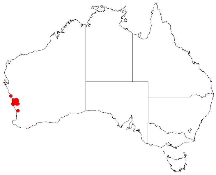 Файл:Hakea eneabbaDistMap43.png