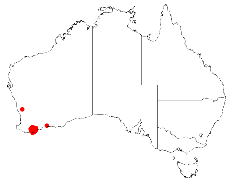 Файл:Isopogon baxteriDistMap8.png
