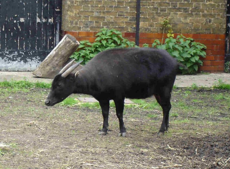 Файл:Lowland Anoa.JPG