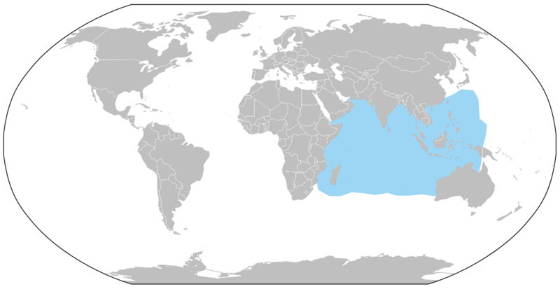 Файл:Odontodactylus scyllarus distribution map.png