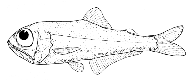 Файл:Protomyctophum subparallelum (no common name).gif