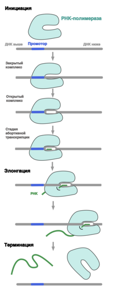 Файл:Transcription process.png